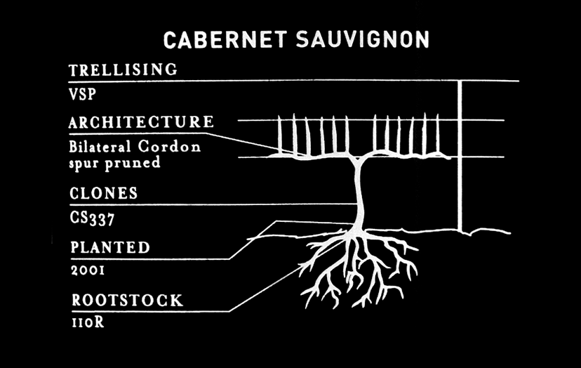 See 2019 BeckCab - tech - varietal