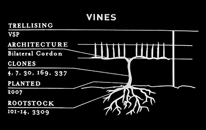 See 2019 - Estate Cab - tech - vines