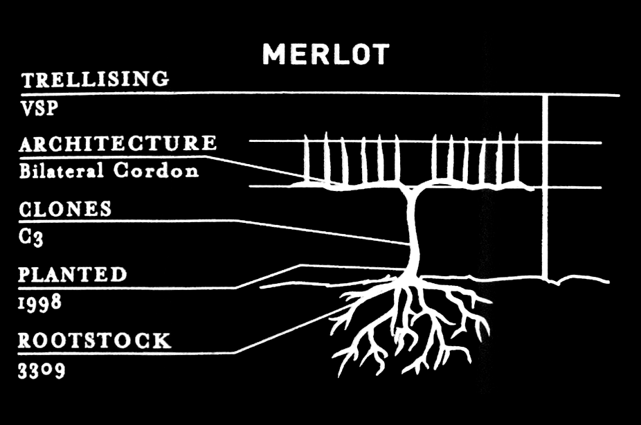 See 2019_EstateMerlot - tech - merlot