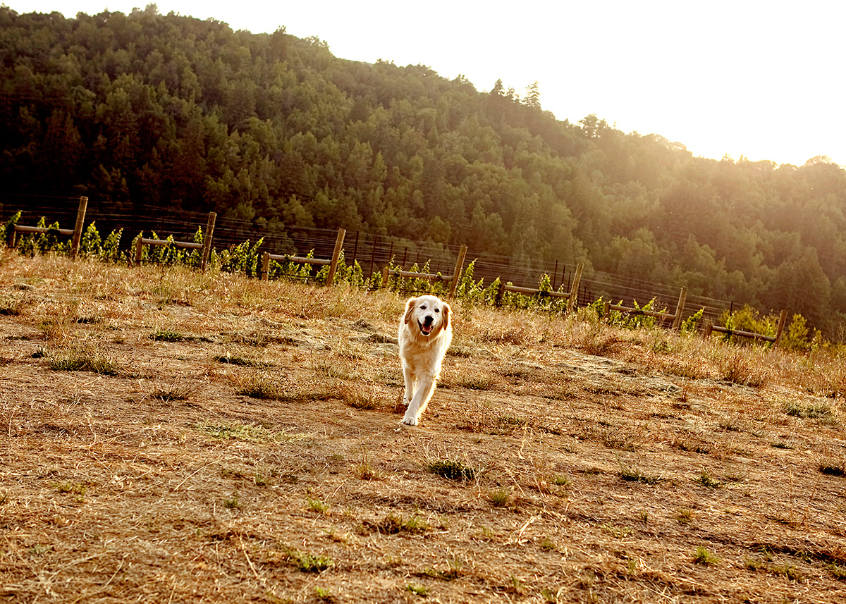 Dog in the vineyard