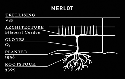 See Estate Merlot Varietal